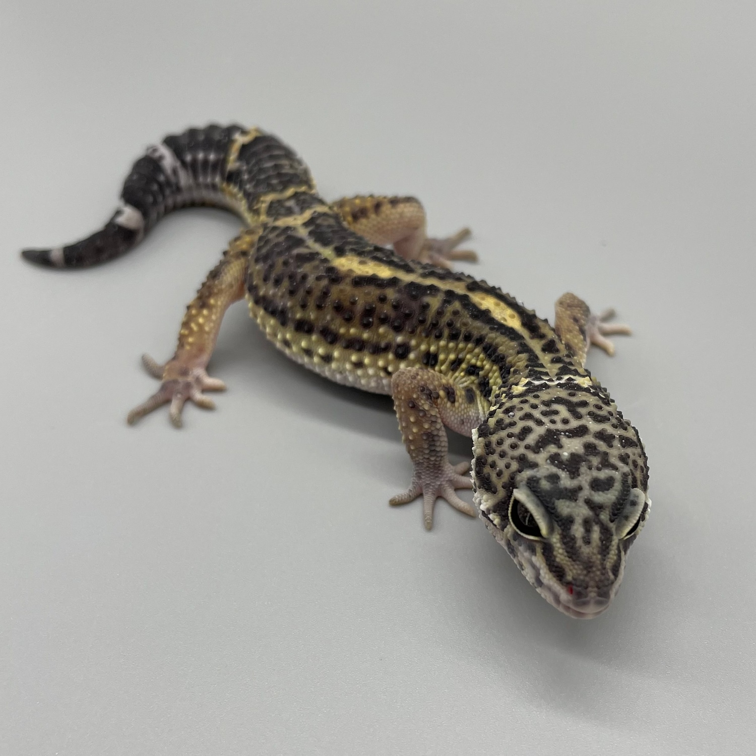 Male Pure Black Night Leopard Gecko by Luna Geckos MorphMarket