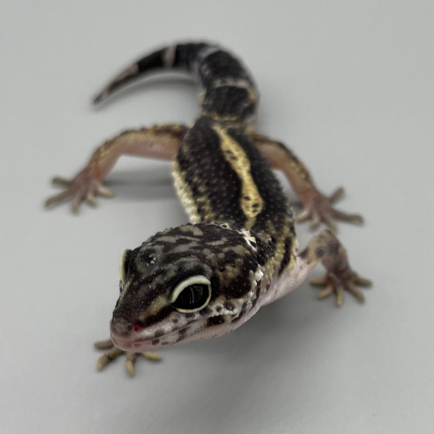 Male Pure Black Night Leopard Gecko by Luna Geckos MorphMarket