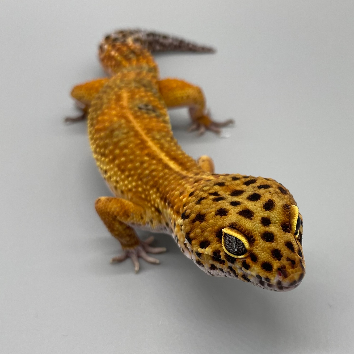Male Mandarin Tangerine Leopard Gecko by Luna Geckos MorphMarket