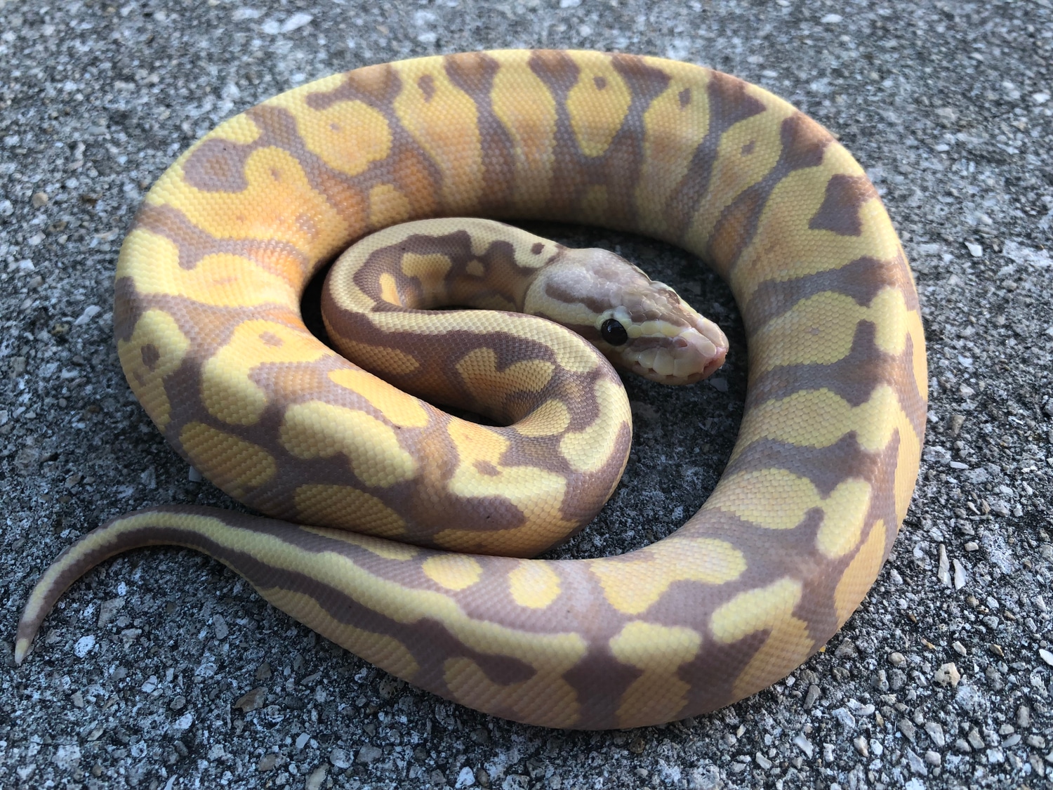 Banana Enchi Pastel Asphalt Yellow Belly Ball Python by LunaMorphs