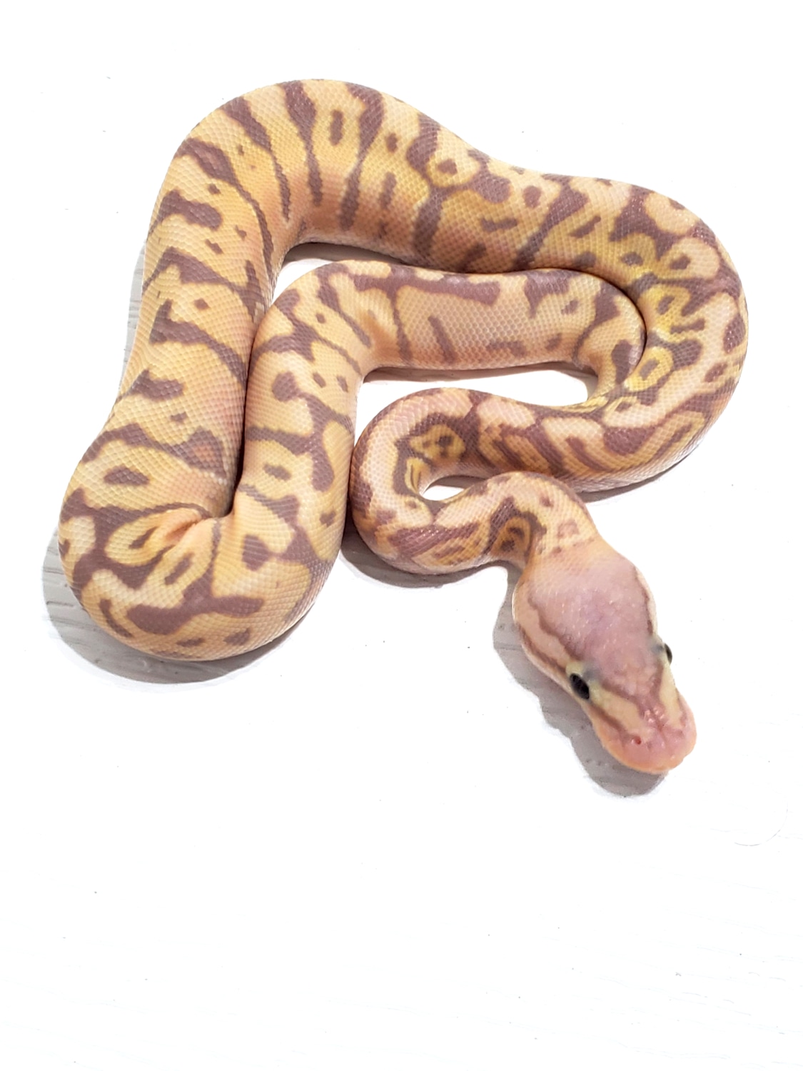 Super Pastel Banana HGW Pos Mystic Pos YB 50% Het Clown Pos Leopard ...