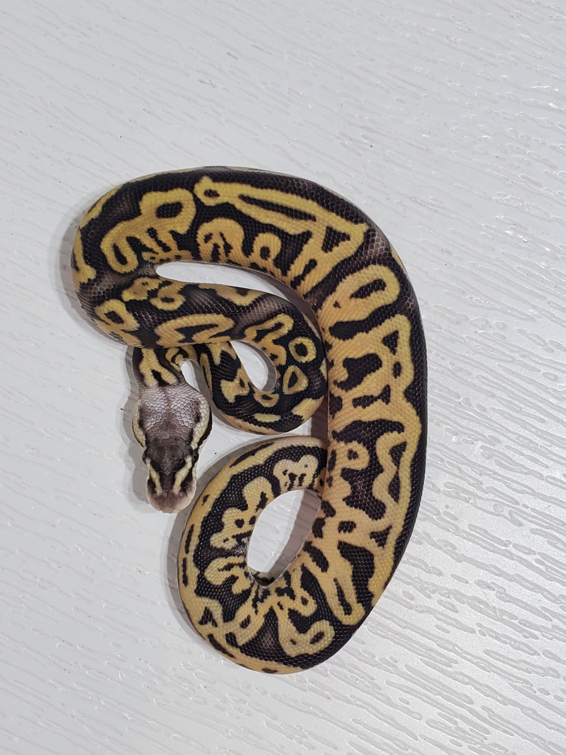 Pastel Leopard 66% Het Clown Pos Het Pied Ball Python by Cool Moms ...