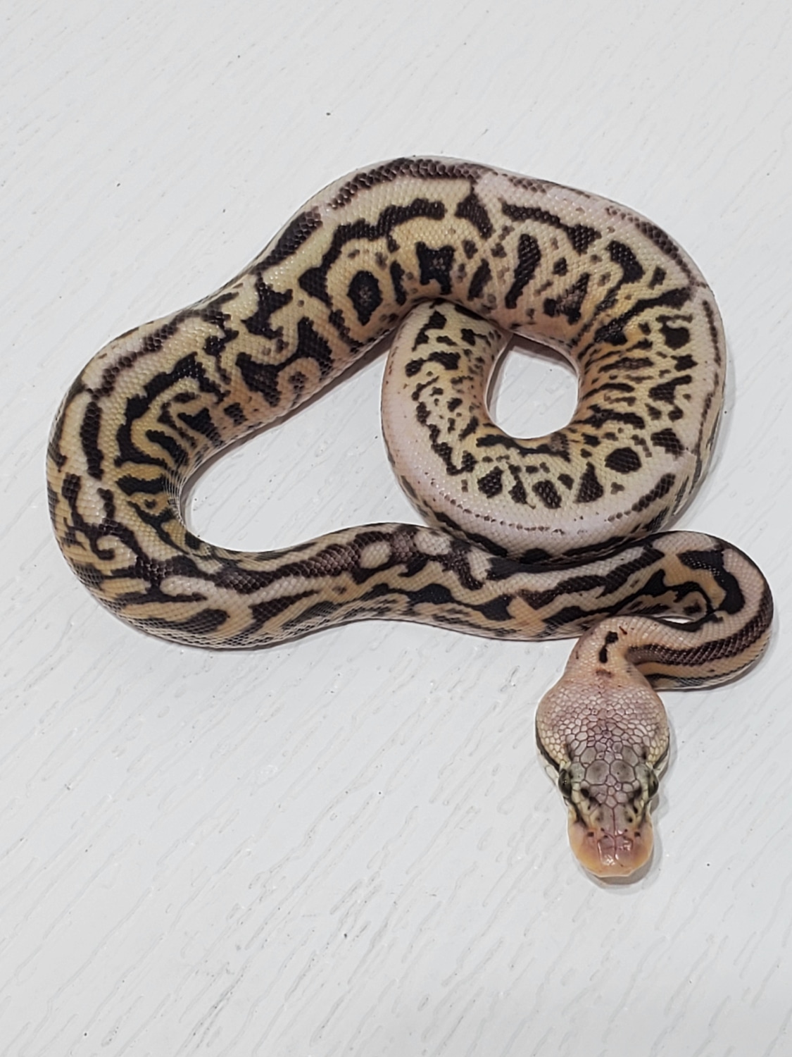 Super Pastel Leopard Spotnose 66% Het Clown Pos Het Pied Ball Python by ...