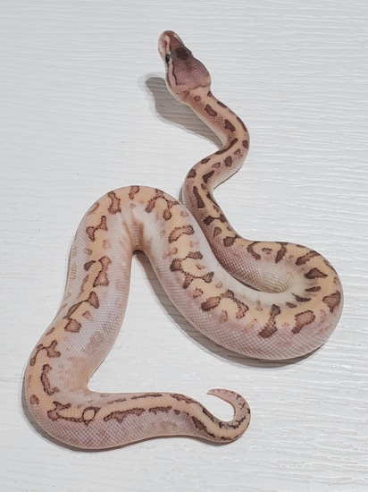 Bamboo Pinstripe Sugar Yellowbelly Enchi Ball Python by Cool Moms Snake Co.