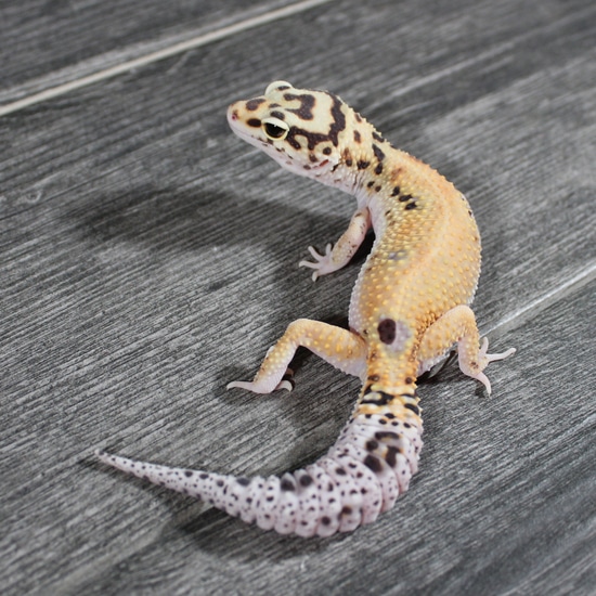Bold Eclipse Het Tremper Leopard Gecko by Lunation Geckos