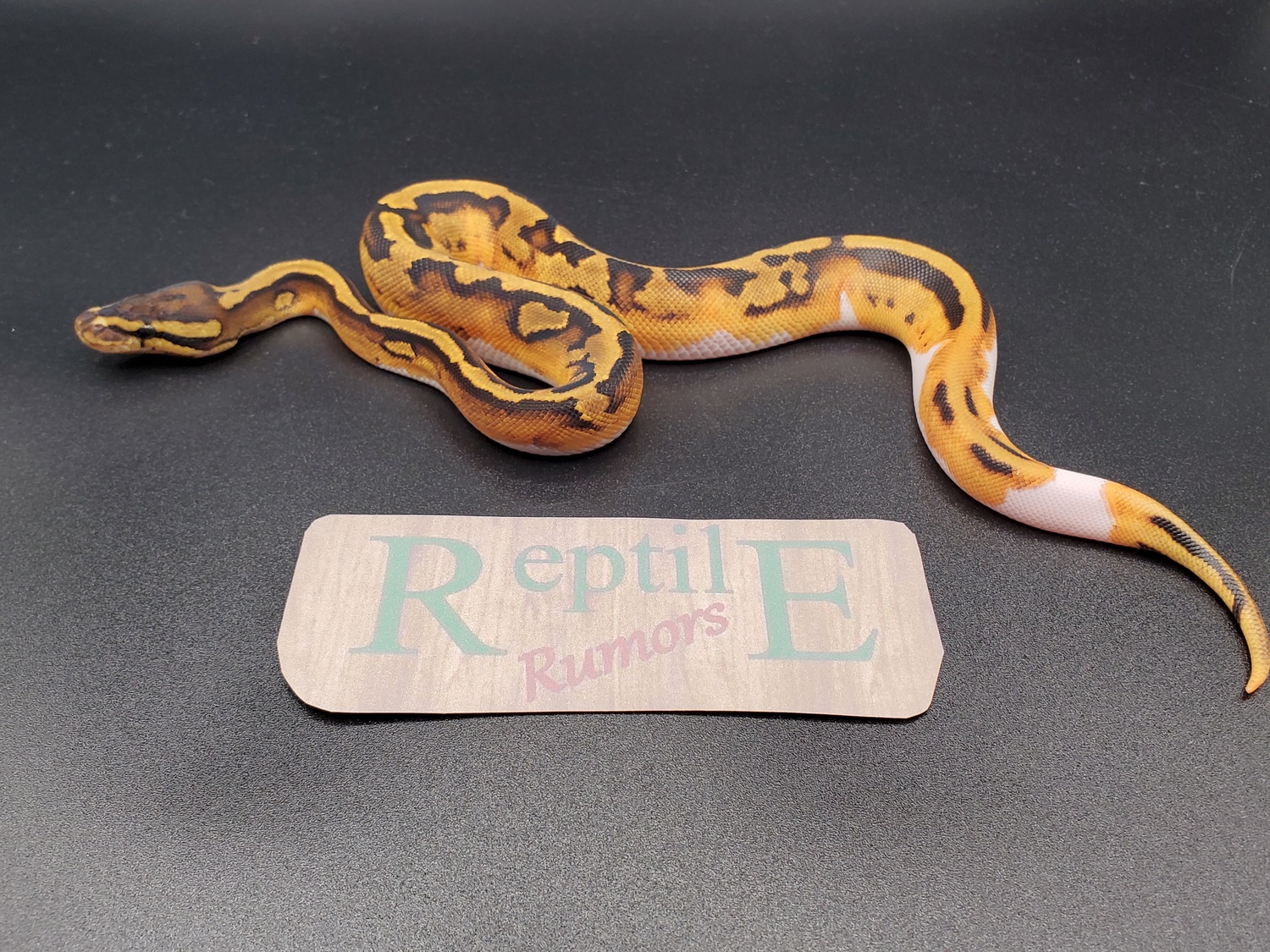 Yellowbelly/gravel Piebald Ball Python by Reptile Rumors MorphMarket