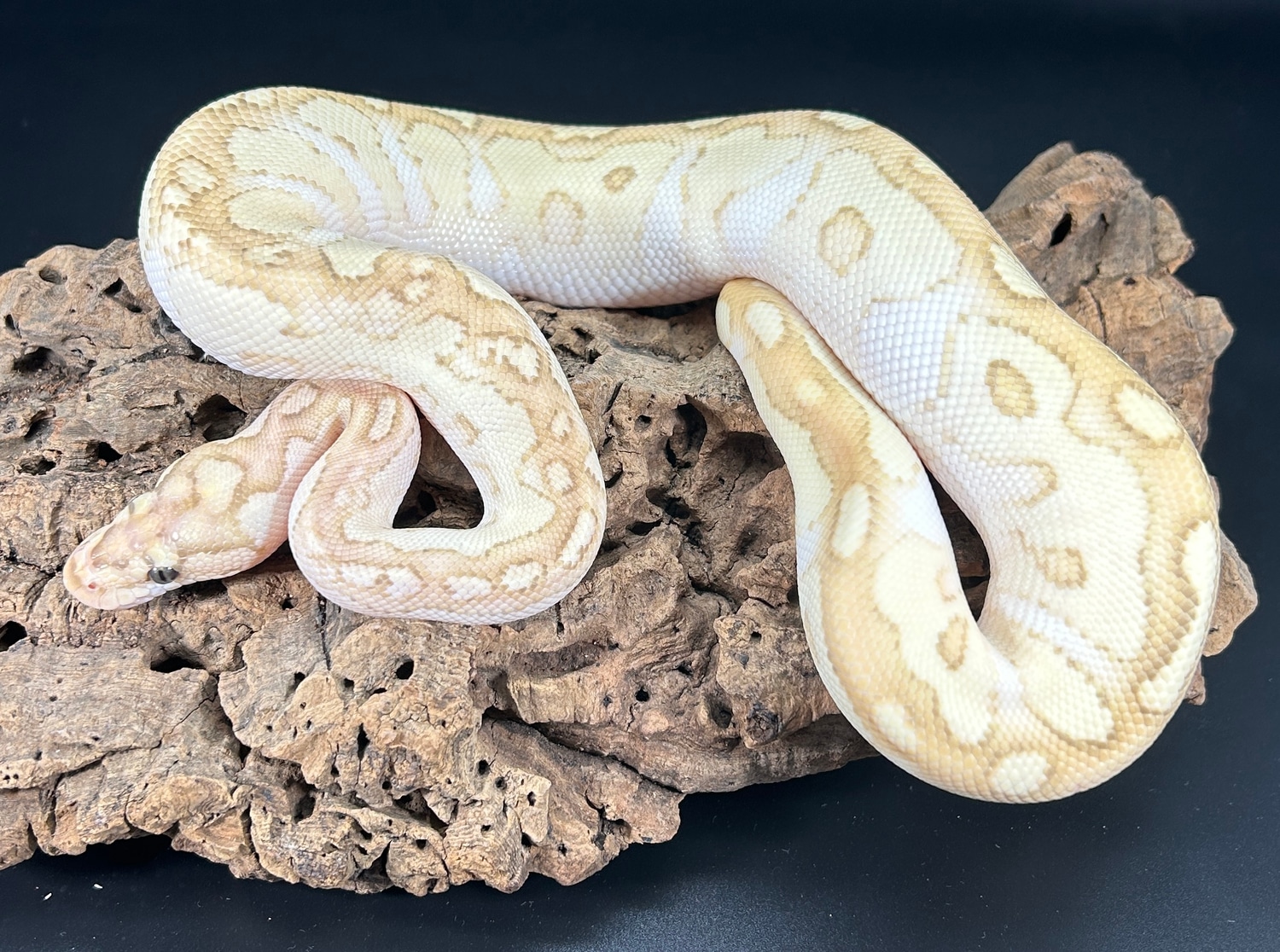 Lesser Banana Poss Fire Clown Ball Python by Mystery Pythons - MorphMarket
