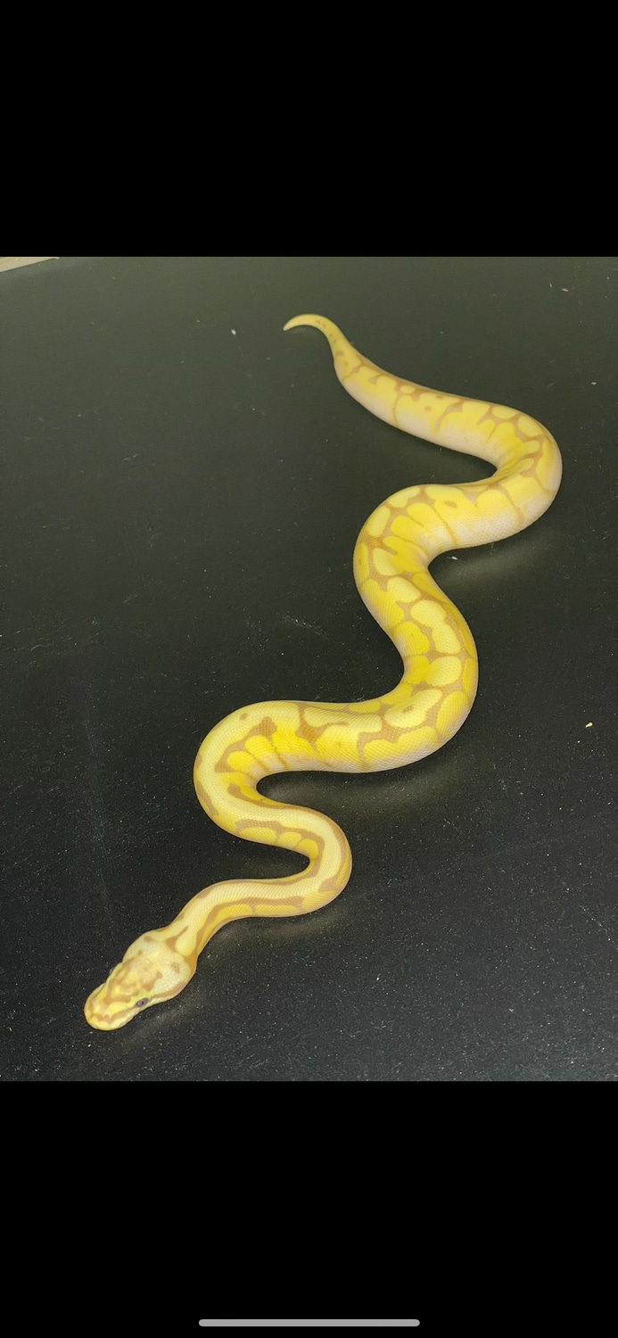 Orange Dream Banana Bee Ball Python by LuxurySerpents MorphMarket
