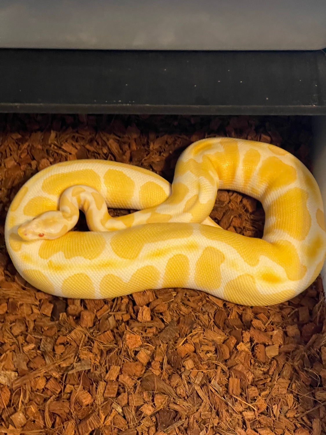 Jolliff Tiger Albino Ball Python by LuxurySerpents - MorphMarket