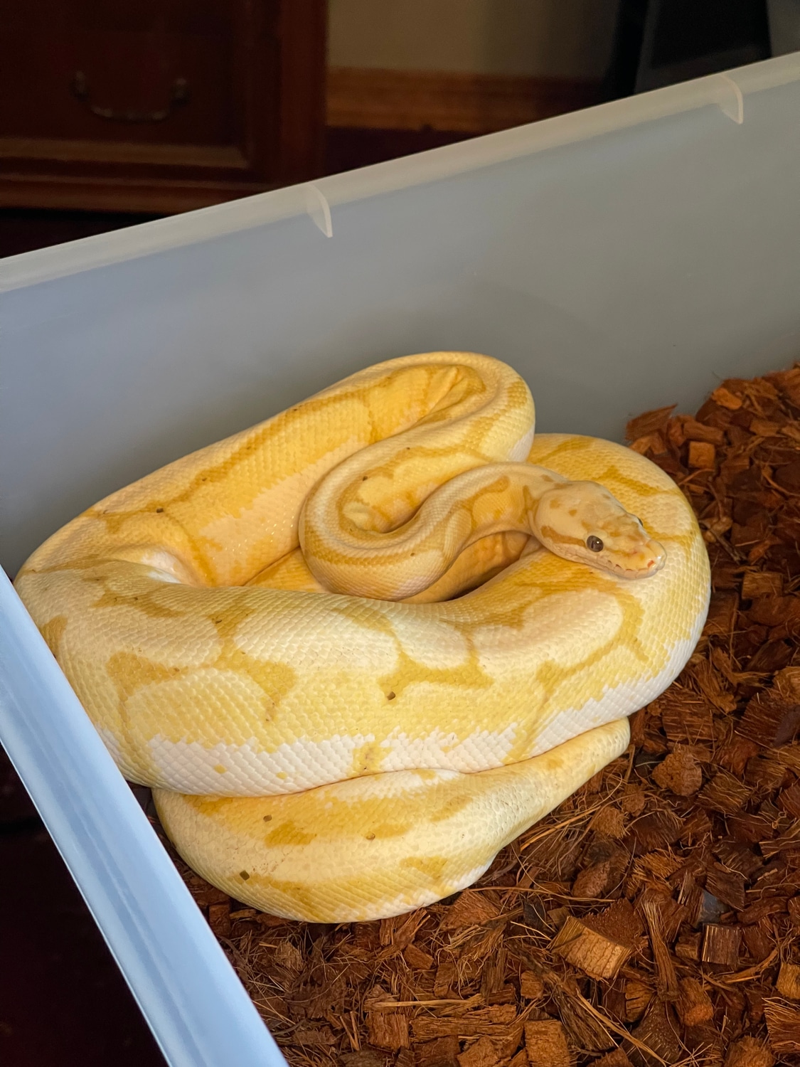 Banana Bumblebee Ball Python by LuxurySerpents MorphMarket