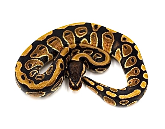 Normal 66% Het Tsk Axanthic Ball Python by Fear 2 Fascination