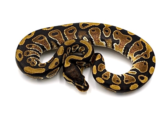 Normal 66% Het Tsk Axanthic *Shipping Included Ball Python by Fear 2 ...