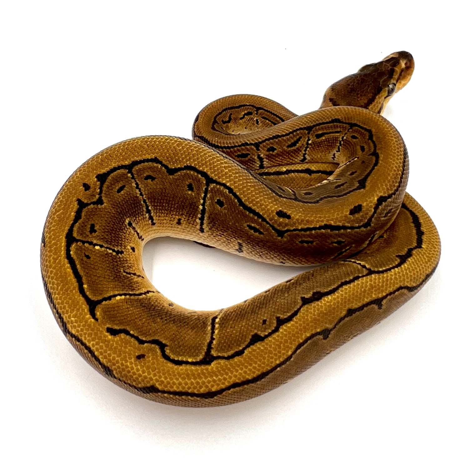 Pinstripe Enchi Het Pied 50% Het VPI Axanthic Ball Python by Fear 2 ...