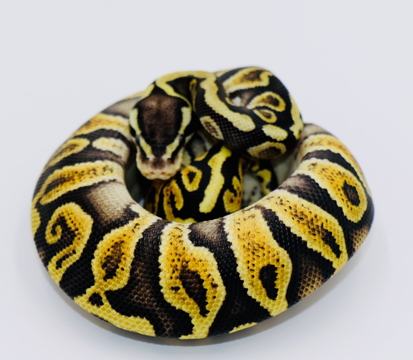 Pastel GHI 50 Het Clown Ball Python by Fear 2 Fascination MorphMarket