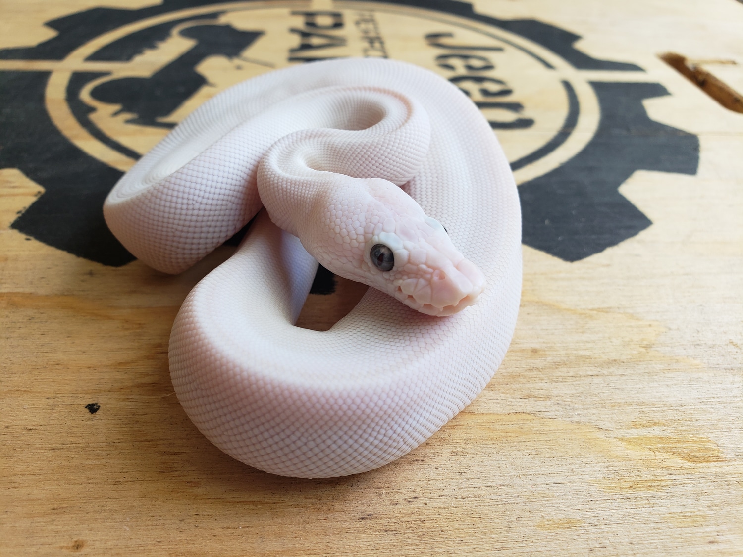 Lesser Mojave Blue Eyed Leucistic Ball Python by Royal Coils Pythons ...