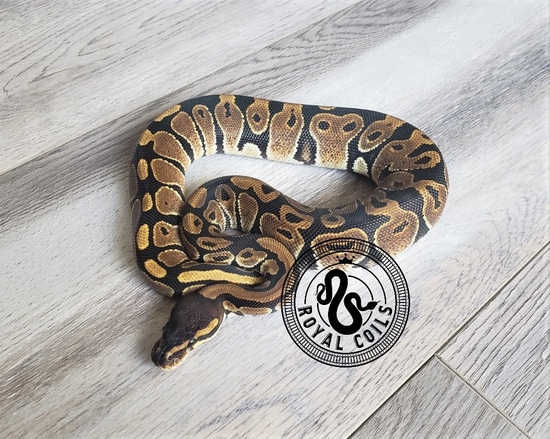 100% Het Ghost Ball Python by Royal Coils Pythons