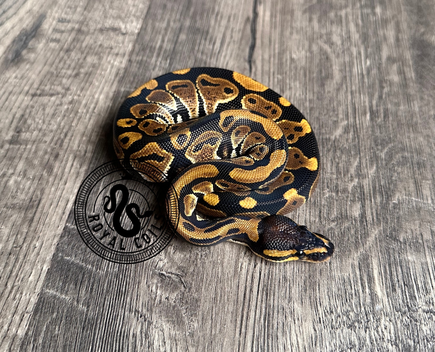 100% Het Tri-stripe Ball Python by Royal Coils Pythons - MorphMarket