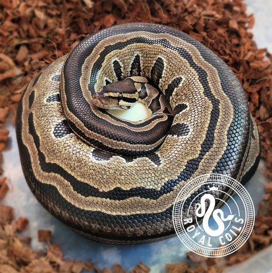 Tri-Stripe Ball Python by Royal Coils Pythons