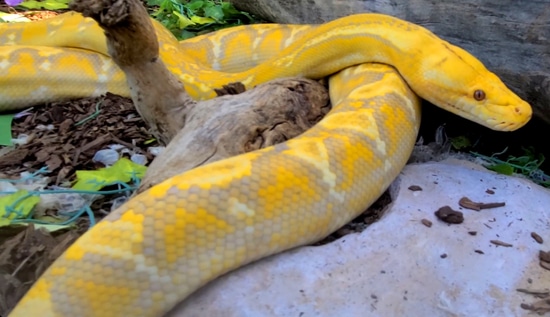 Purple-Phantom Reticulated Python by Mr Morphmatics Exotic Realm
