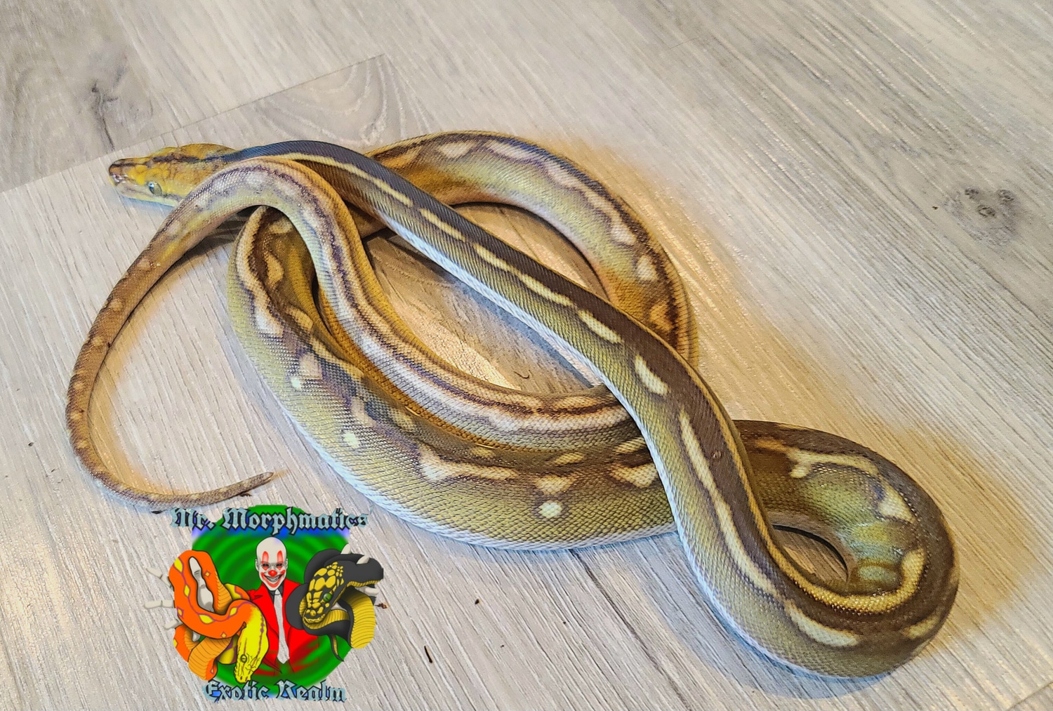 Marble/Phantom/Tiger/Motley Het-purple Reticulated Python by Mr ...
