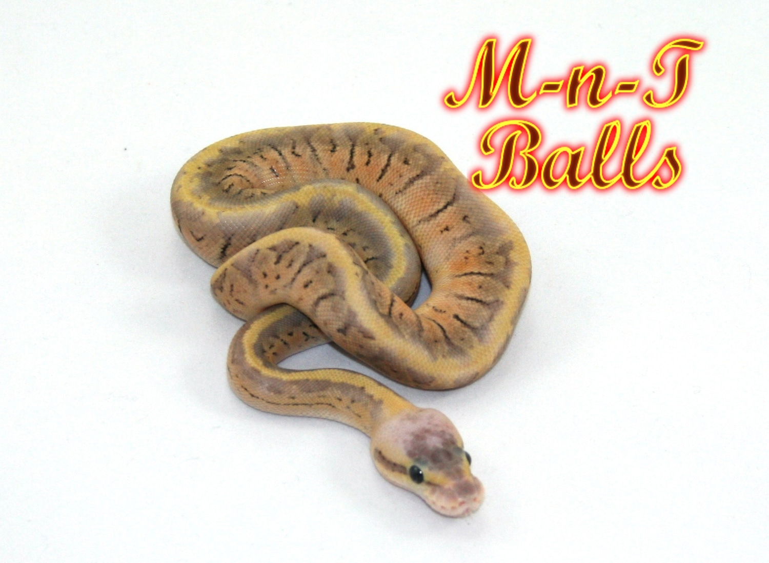 Killer Blast Ball Python by M-n-T Balls - MorphMarket