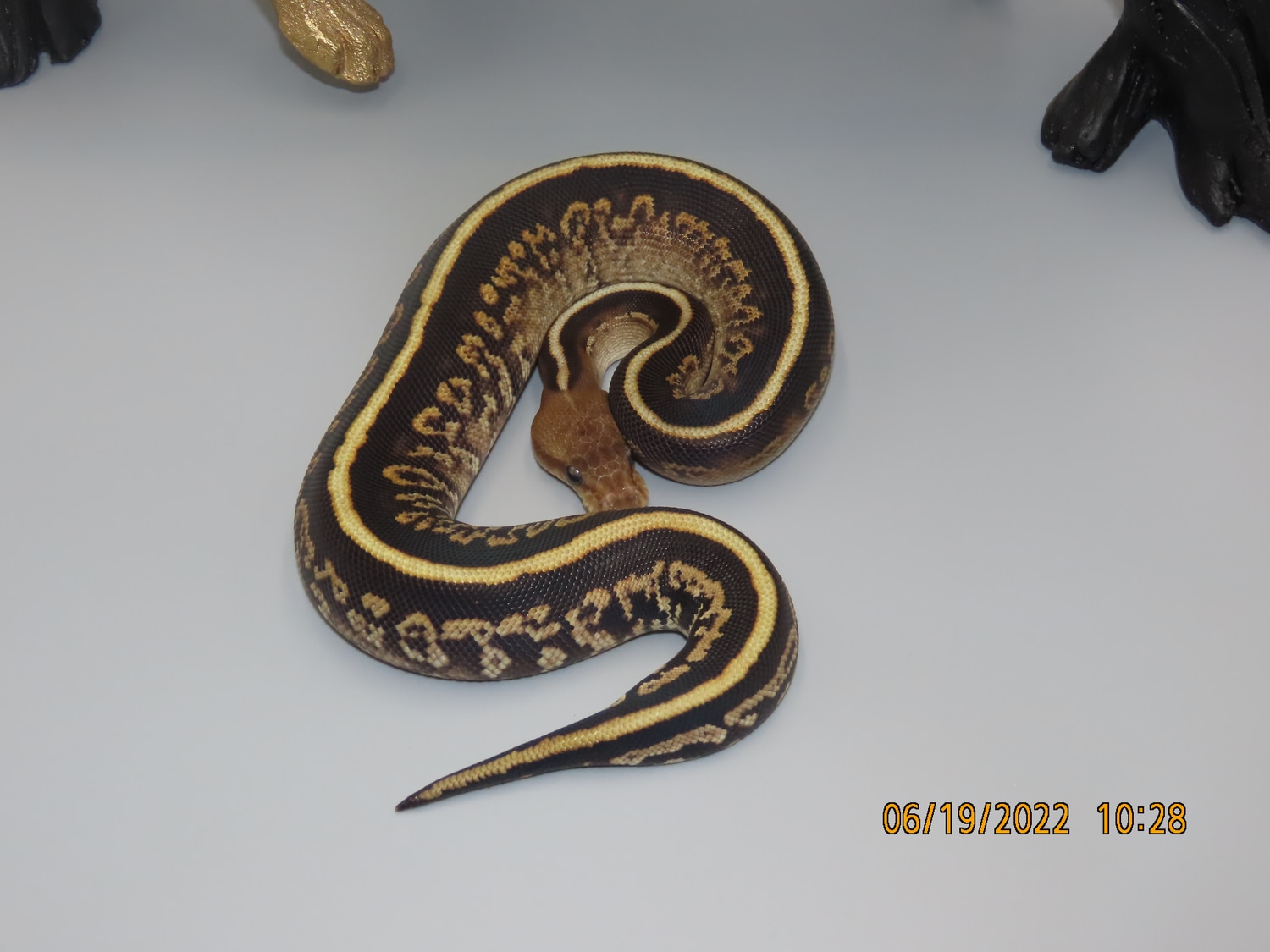 Butter Cypress Stranger Ball Python by Mtippreptiles - MorphMarket