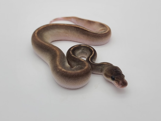 GHI Mahogany Cinnamon Lesser Ball Python by Anderson Exotics