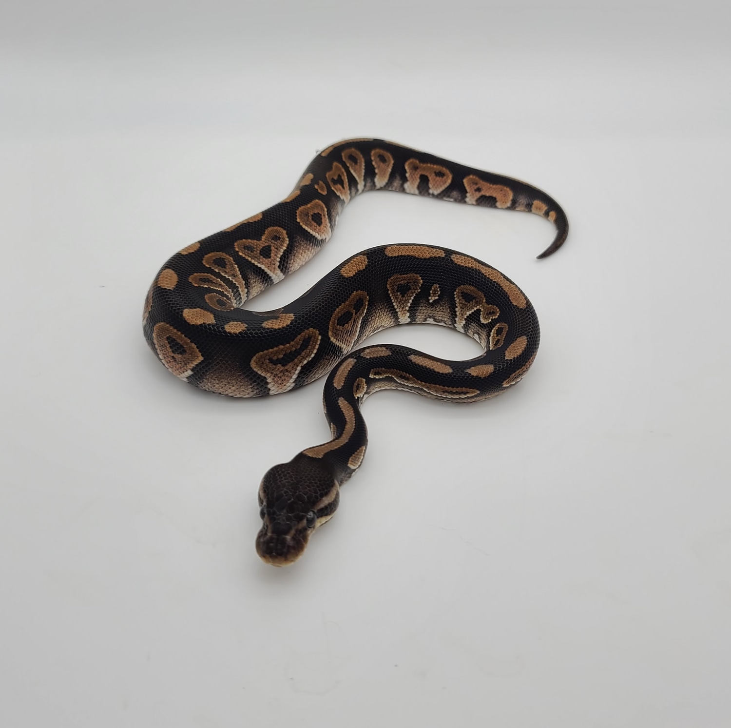 Het Red Axanthic Het Desert Ghost Ball Python by Anderson Exotics ...