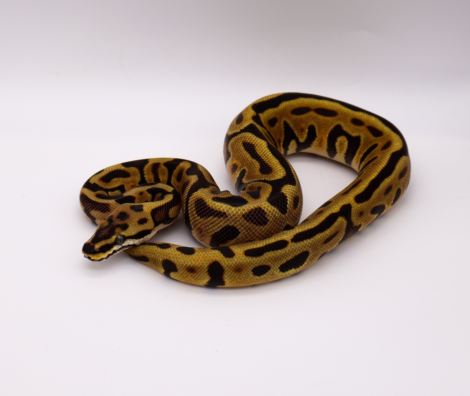 Leopard Spotnose Enchi Fire Ball Python by Anderson Exotics - MorphMarket