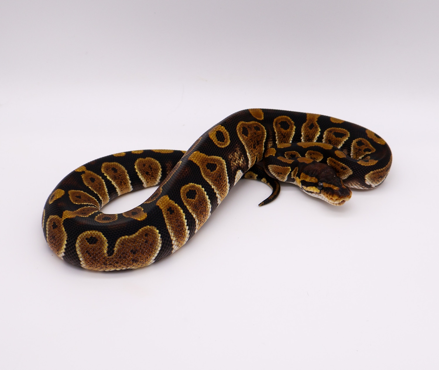 Chocolate Ball Python by Anderson Exotics - MorphMarket
