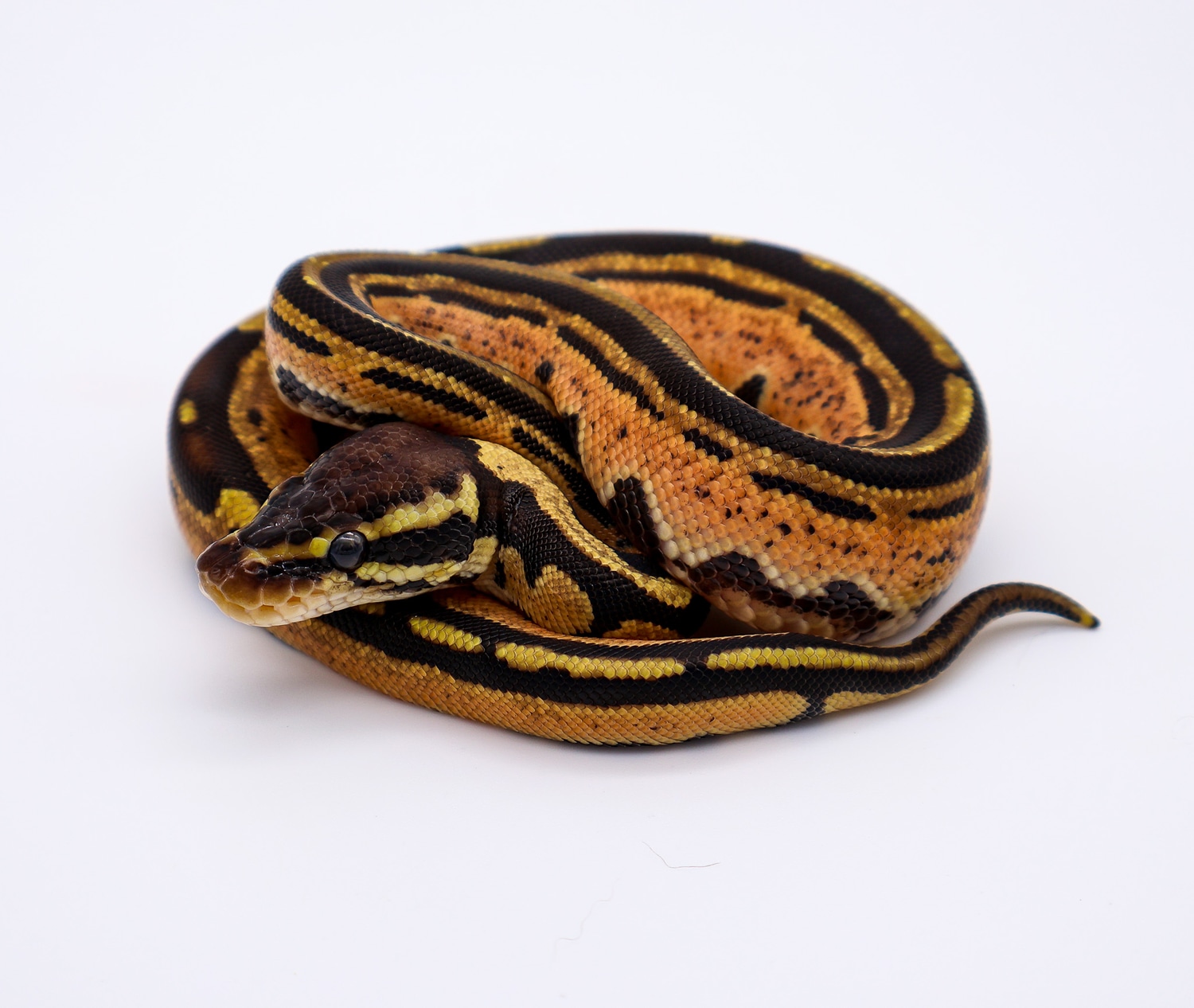 Pastel Tri-stripe Ball Python by Anderson Exotics - MorphMarket