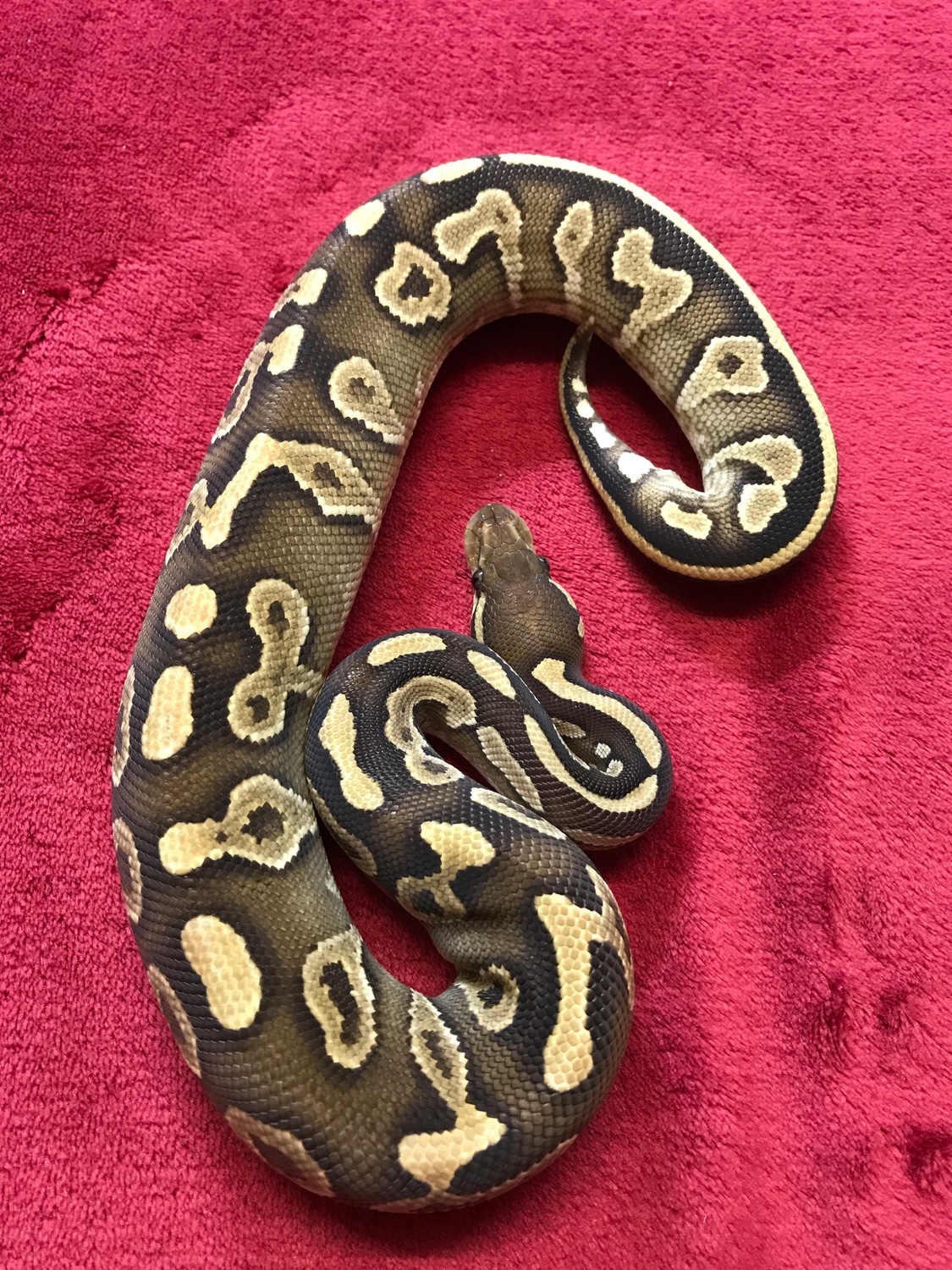 Mojave Yellow Belly/gravel Ball Python by Mel’s Morphs MorphMarket