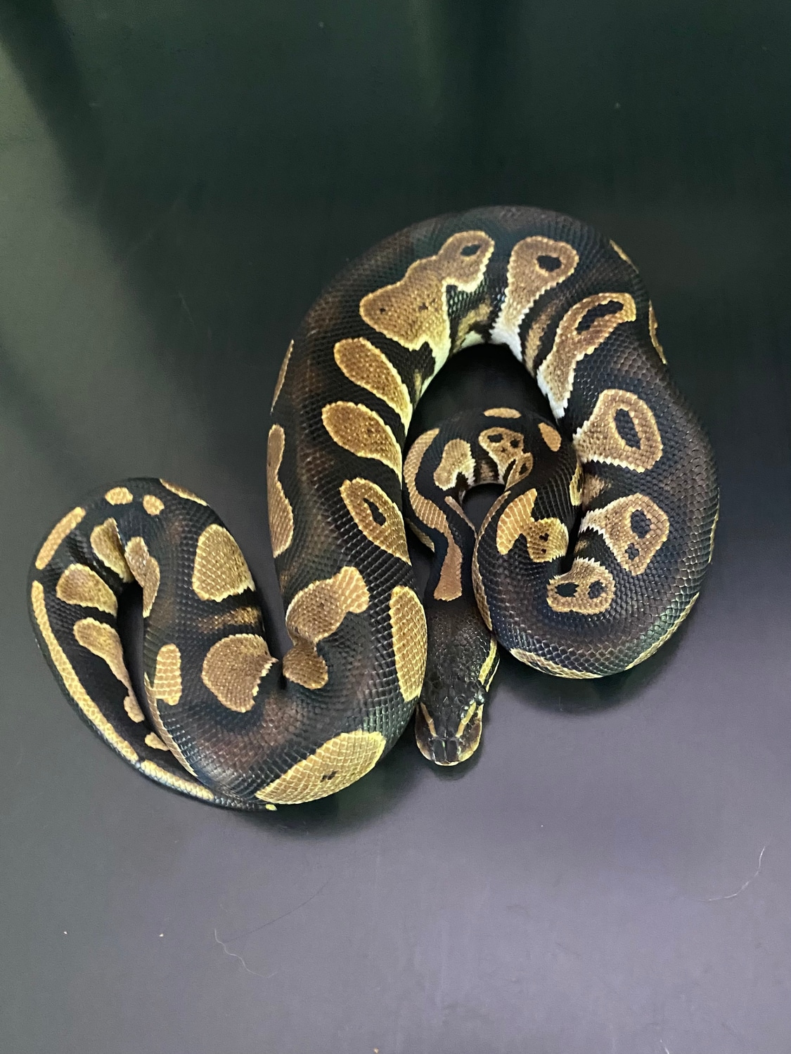 Black Head Ringer Gene Ball Python by M. Joy Morphs - MorphMarket