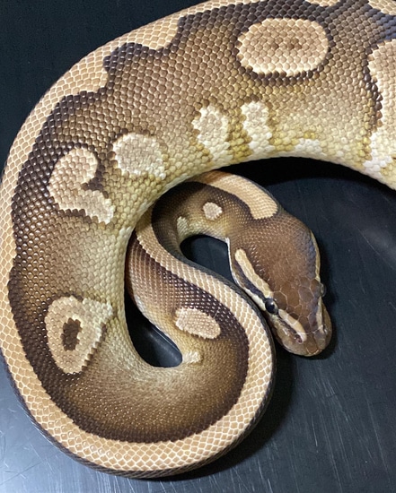 Dinker 50% Het Pied Ball Python by M. Joy Morphs