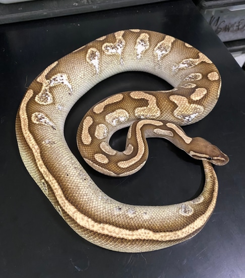 Lesser Sugar Proven Breeder Ball Python by M. Joy Morphs