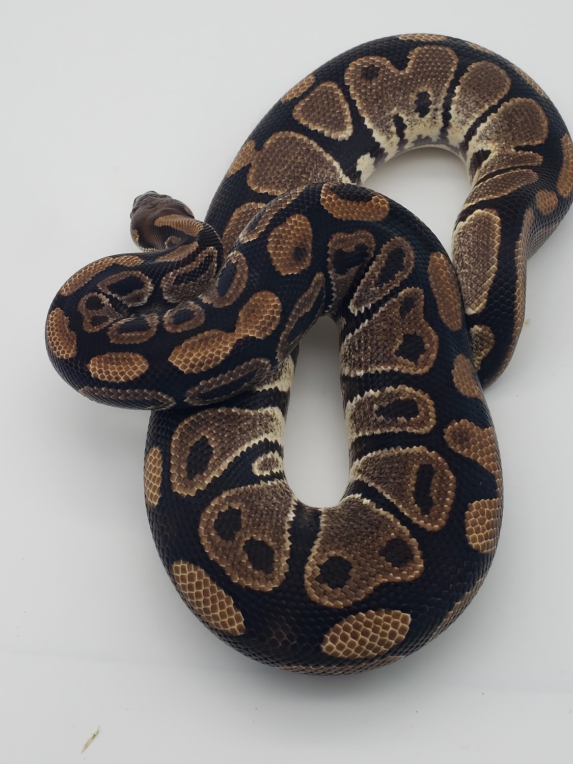 Double Het Caramel Albino Piebald Ball Python by Paradox Pythons and ...