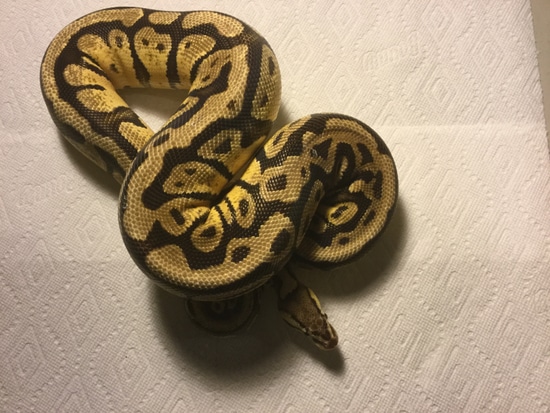 Pastel Specter Ball Python by Ball Pythons
