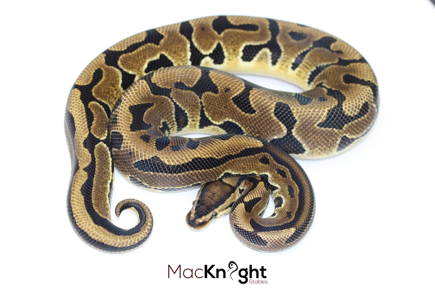 Puzzle Ball Python by Chimera - MorphMarket