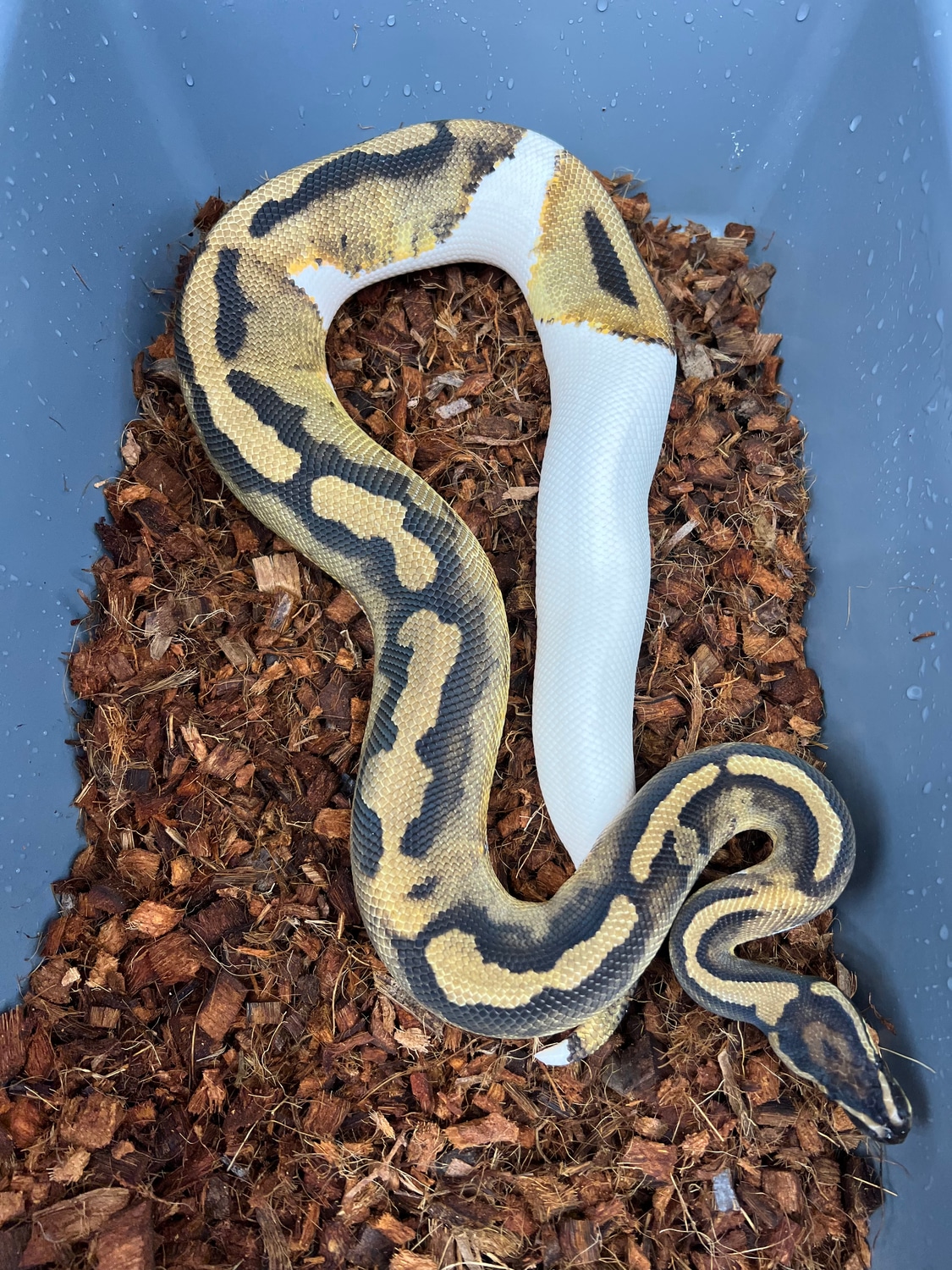 Pied Het Desert Ghost Het VPI Axanthic Ball Python by Chimera - MorphMarket