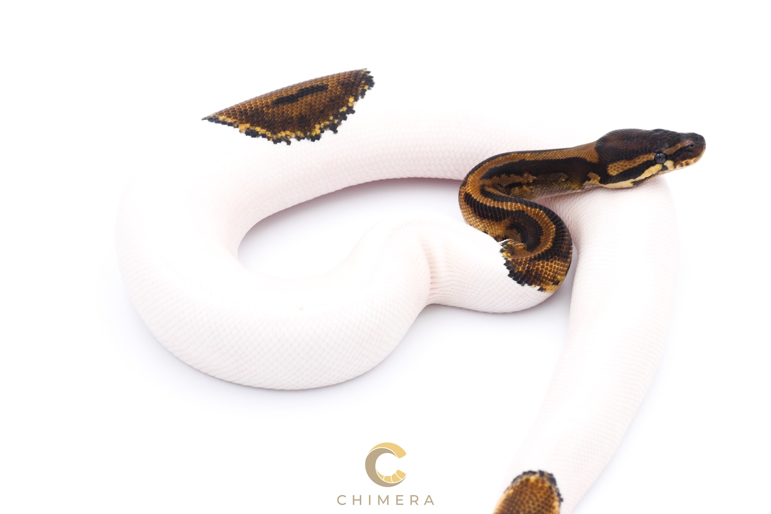 Pied Het VPI Axanthic Ball Python by Chimera - MorphMarket