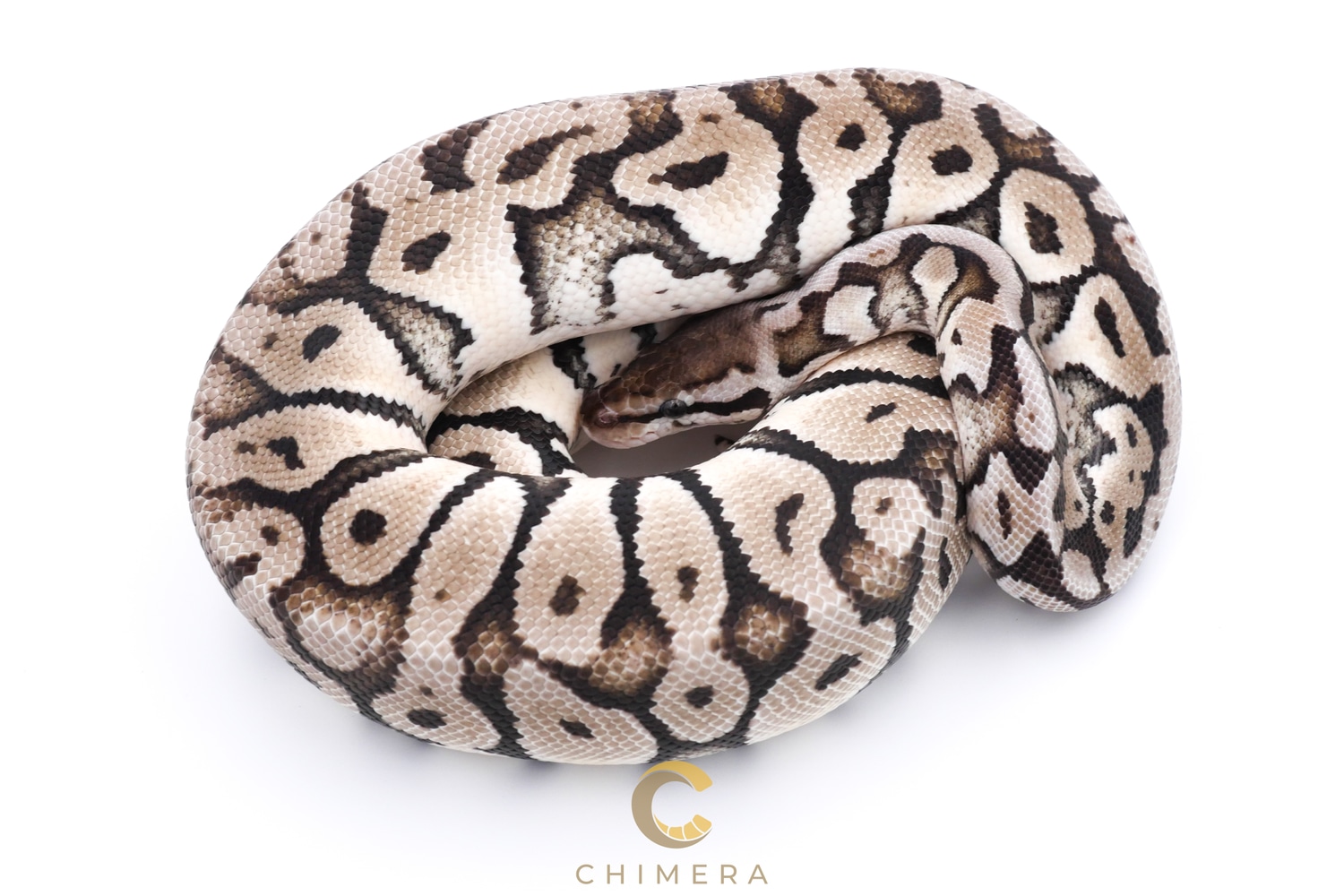 Super Pastel Black Axanthic Ball Python by Chimera - MorphMarket