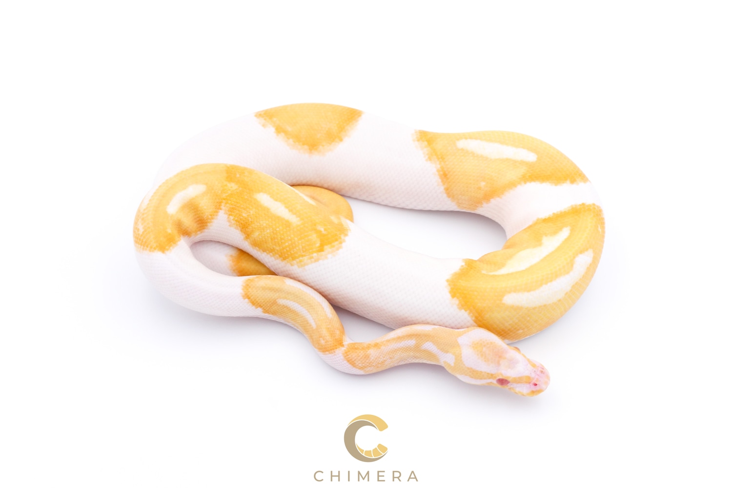 Albino Pied Ball Python by Chimera - MorphMarket