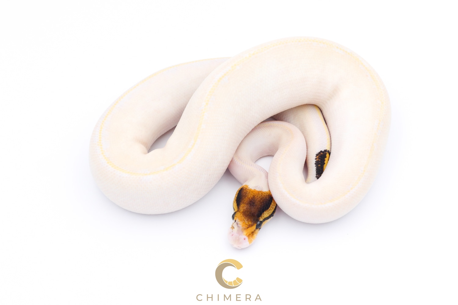Ivory Het Pied Paradox Ball Python by Chimera - MorphMarket