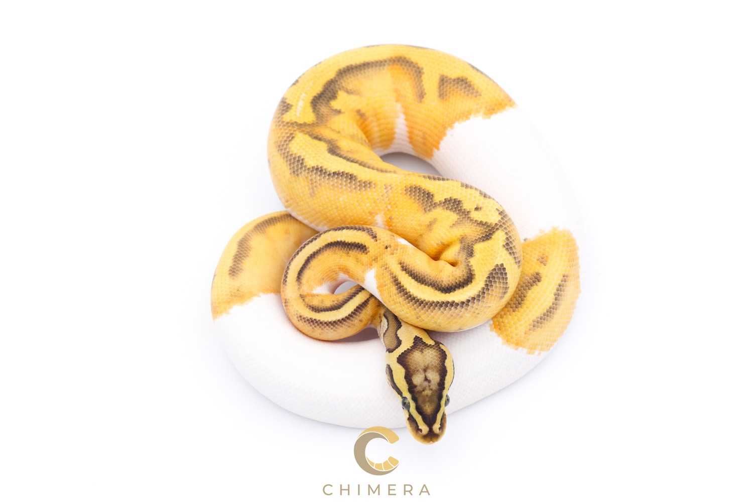 Hypo Pied Enchi Pastel Ball Python by Chimera - MorphMarket
