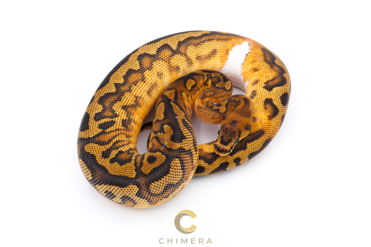 Clown Pied PH Hypo Ball Python by Chimera - MorphMarket