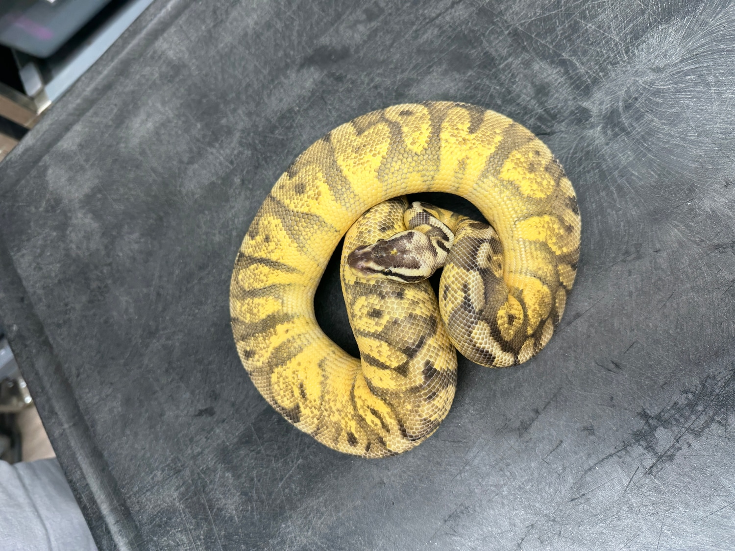 Super Pastel GHI Redstripe Het Lavender Ball Python by Chimera