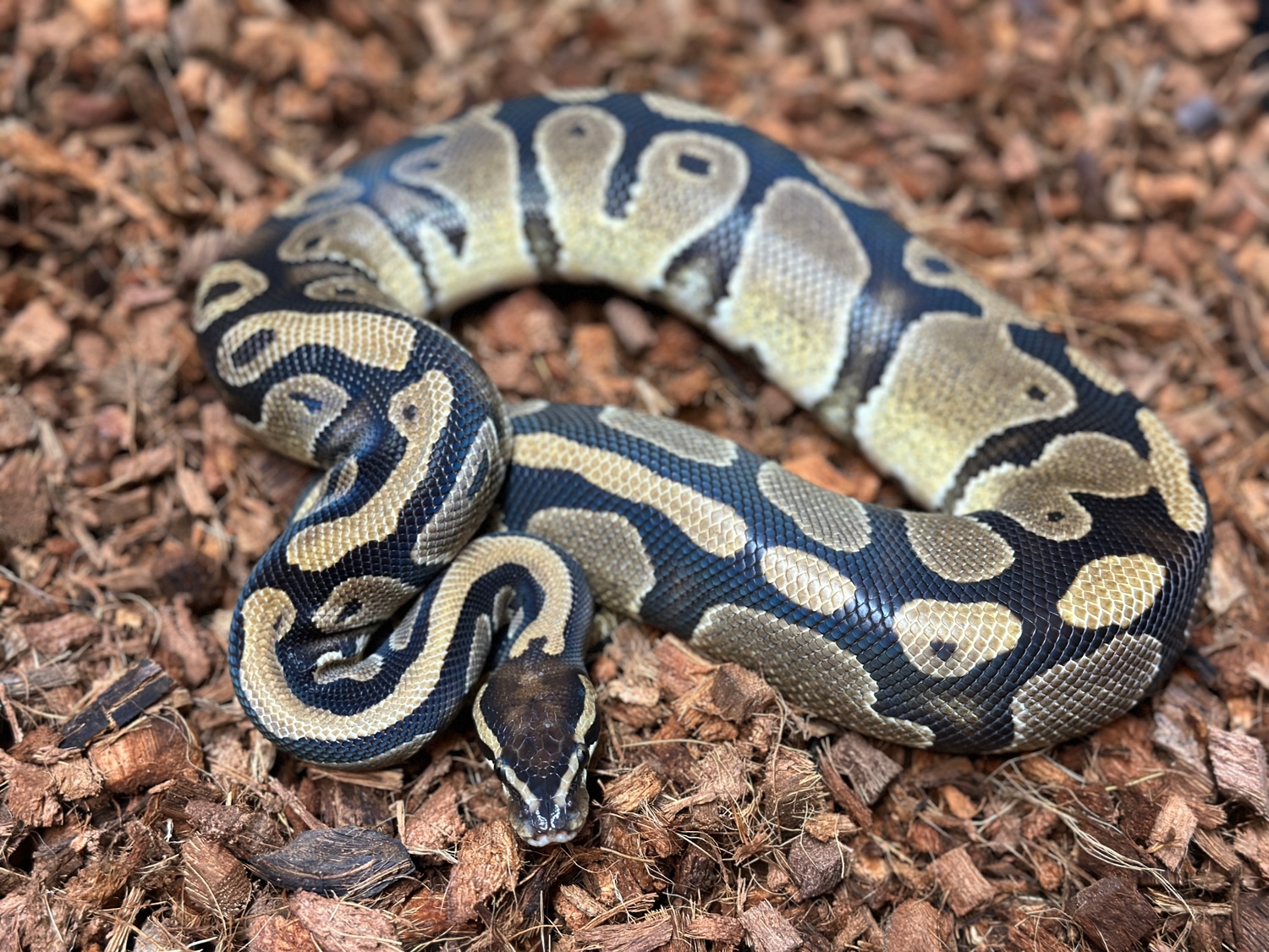 Double Het Sunset Pied Breeder Male Ball Python by Chimera - MorphMarket