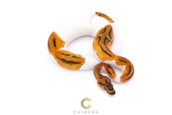 Clown Pied Het Albino Ball Python by Chimera