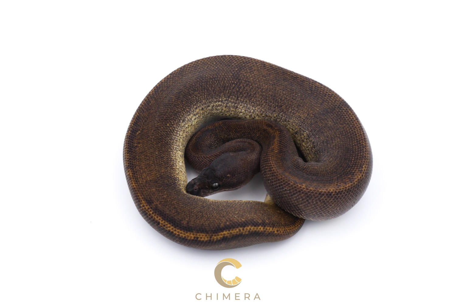 Suma Het Pied Ball Python by Chimera - MorphMarket