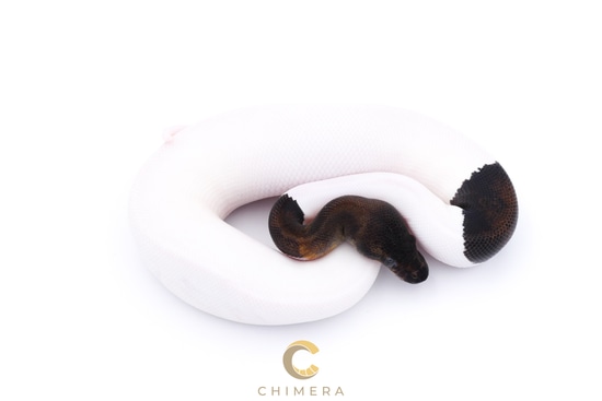 Pied Suma Ball Python by Chimera